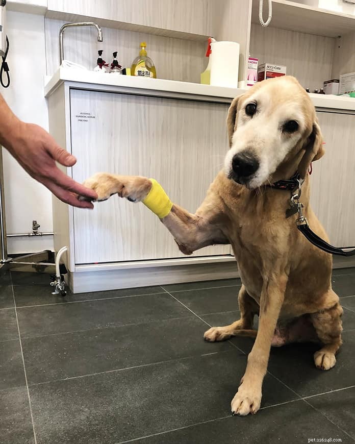 Top 21 Veterinary Clinics in Singapore – 24/7, Emergency, and Home‑Visit Services