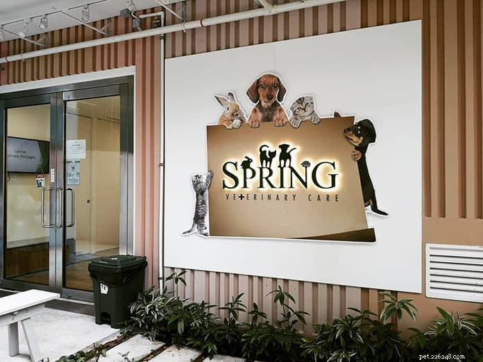 Top 21 Veterinary Clinics in Singapore – 24/7, Emergency, and Home‑Visit Services