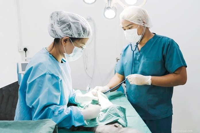 Top 21 Veterinary Clinics in Singapore – 24/7, Emergency, and Home‑Visit Services