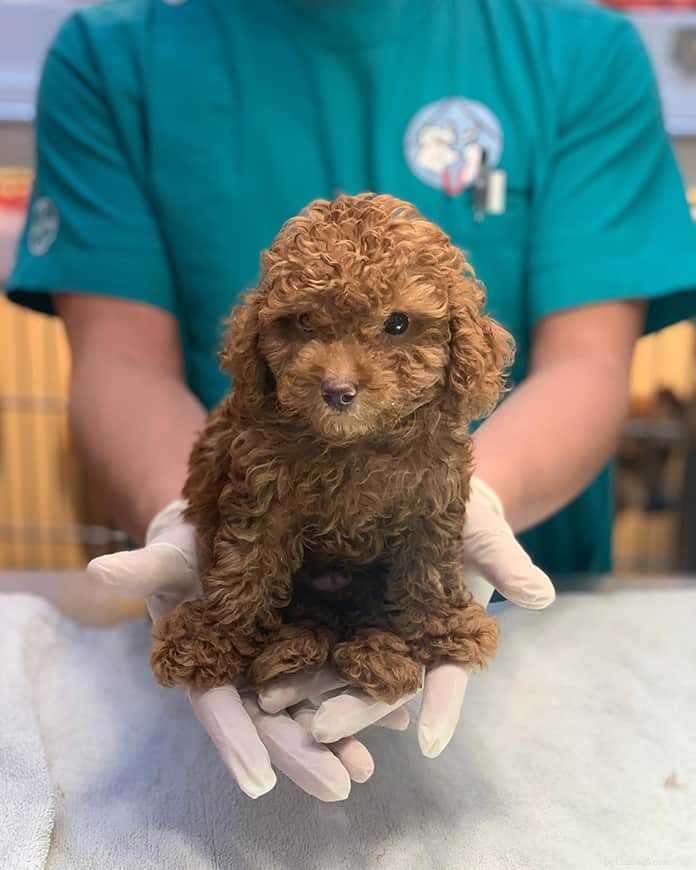 Top 21 Veterinary Clinics in Singapore – 24/7, Emergency, and Home‑Visit Services