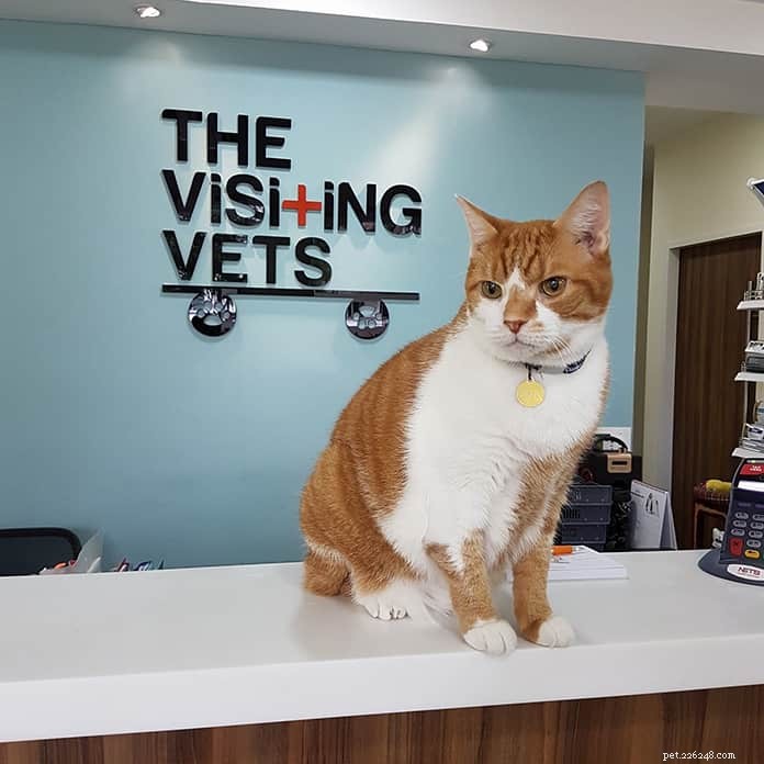 Top 21 Veterinary Clinics in Singapore – 24/7, Emergency, and Home‑Visit Services