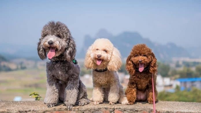 Top Pet Boarding Centres in Singapore – Trusted Care for Dogs & Cats (2020)