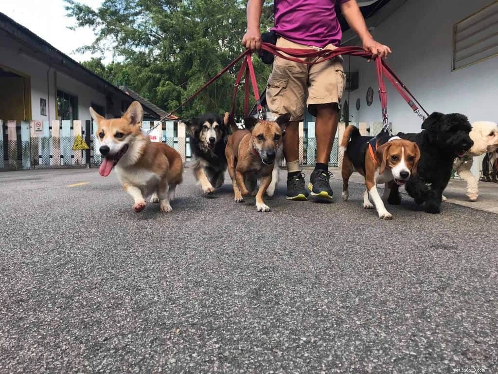 Top Pet Boarding Centres in Singapore – Trusted Care for Dogs & Cats (2020)