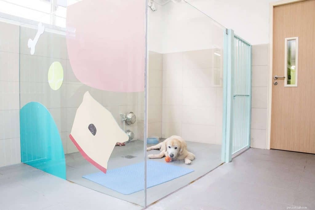 Top Pet Boarding Centres in Singapore – Trusted Care for Dogs & Cats (2020)