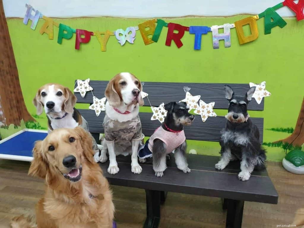 Top Pet Boarding Centres in Singapore – Trusted Care for Dogs & Cats (2020)