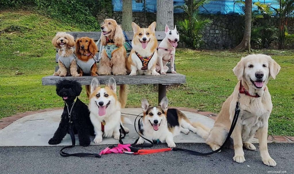 Top Pet Boarding Centres in Singapore – Trusted Care for Dogs & Cats (2020)