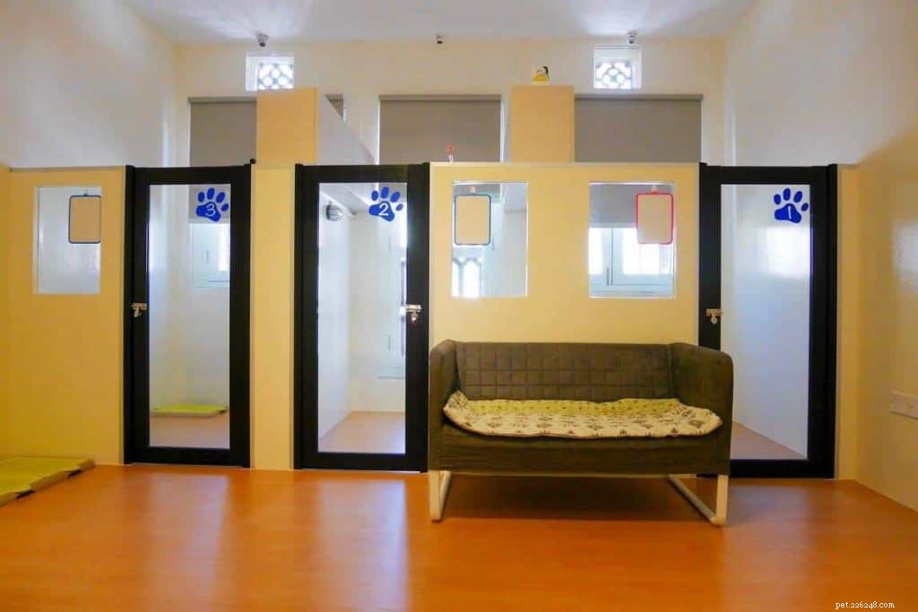 Top Pet Boarding Centres in Singapore – Trusted Care for Dogs & Cats (2020)