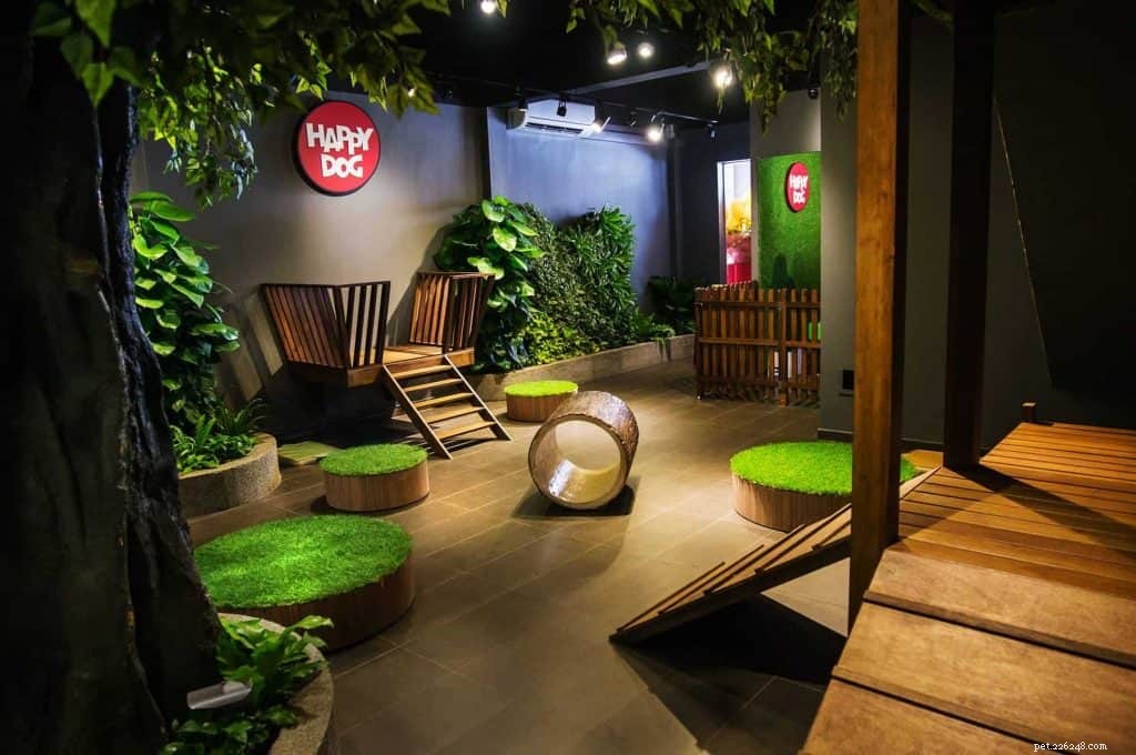 Top Pet Boarding Centres in Singapore – Trusted Care for Dogs & Cats (2020)
