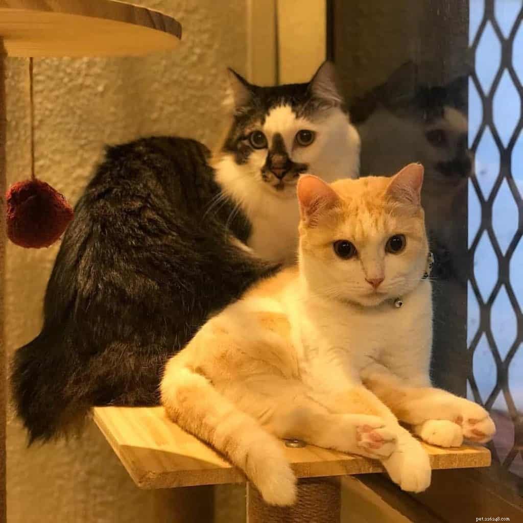 Top Pet Boarding Centres in Singapore – Trusted Care for Dogs & Cats (2020)