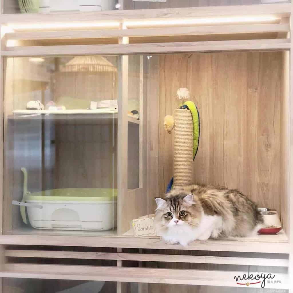 Top Pet Boarding Centres in Singapore – Trusted Care for Dogs & Cats (2020)