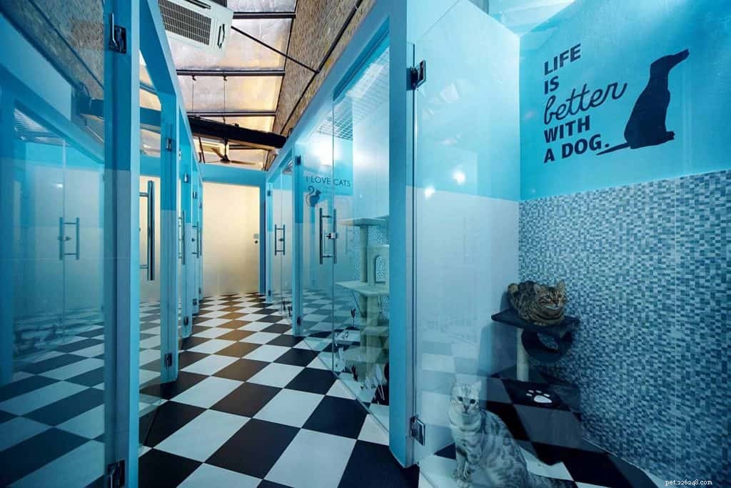 Top Pet Boarding Centres in Singapore – Trusted Care for Dogs & Cats (2020)