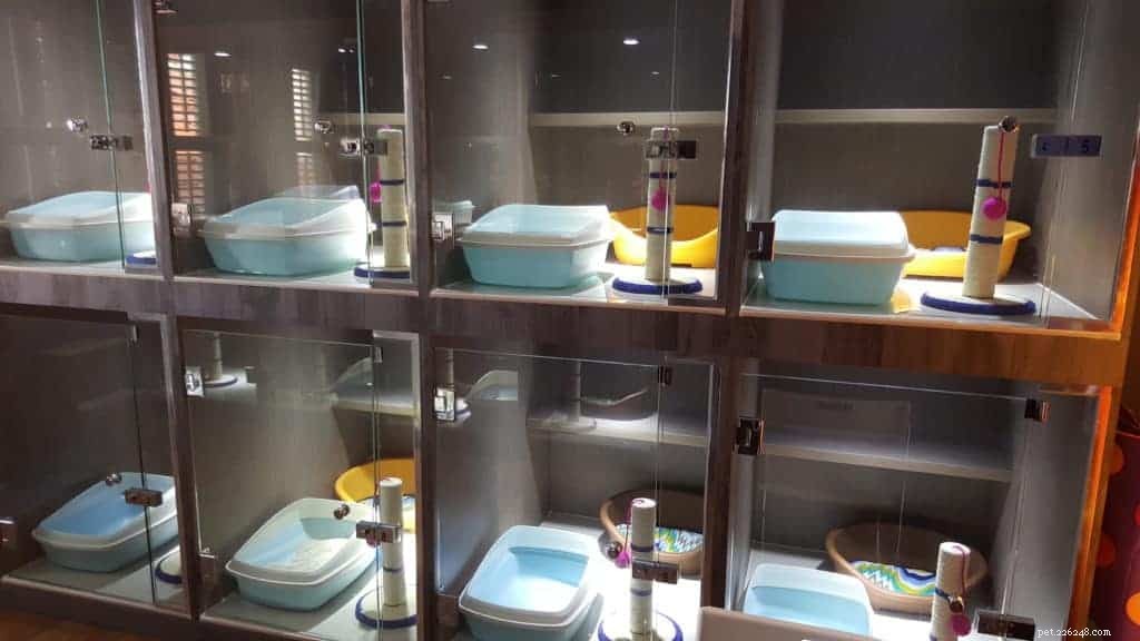 Top Pet Boarding Centres in Singapore – Trusted Care for Dogs & Cats (2020)