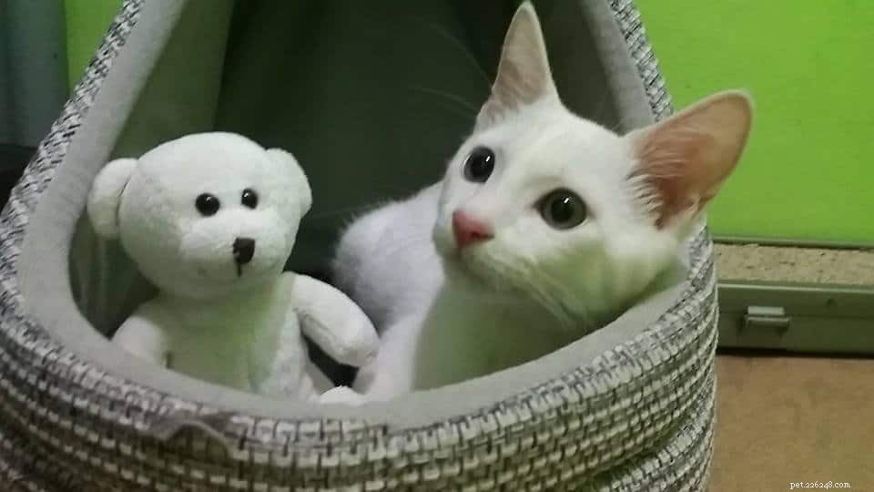 Top Pet Boarding Centres in Singapore – Trusted Care for Dogs & Cats (2020)