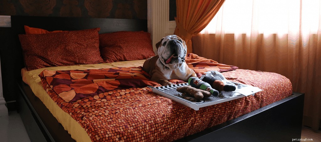 Top Pet Boarding Centres in Singapore – Trusted Care for Dogs & Cats (2020)