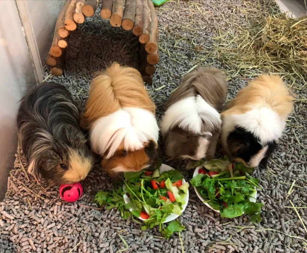 Top Pet Boarding Centres in Singapore – Trusted Care for Dogs & Cats (2020)