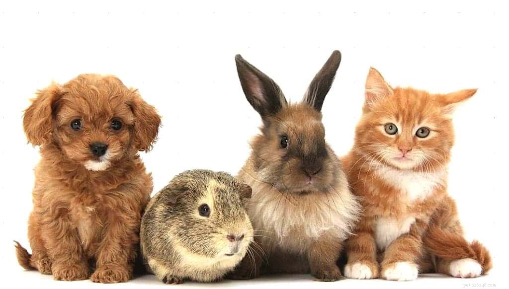 Top Pet Boarding Centres in Singapore – Trusted Care for Dogs & Cats (2020)