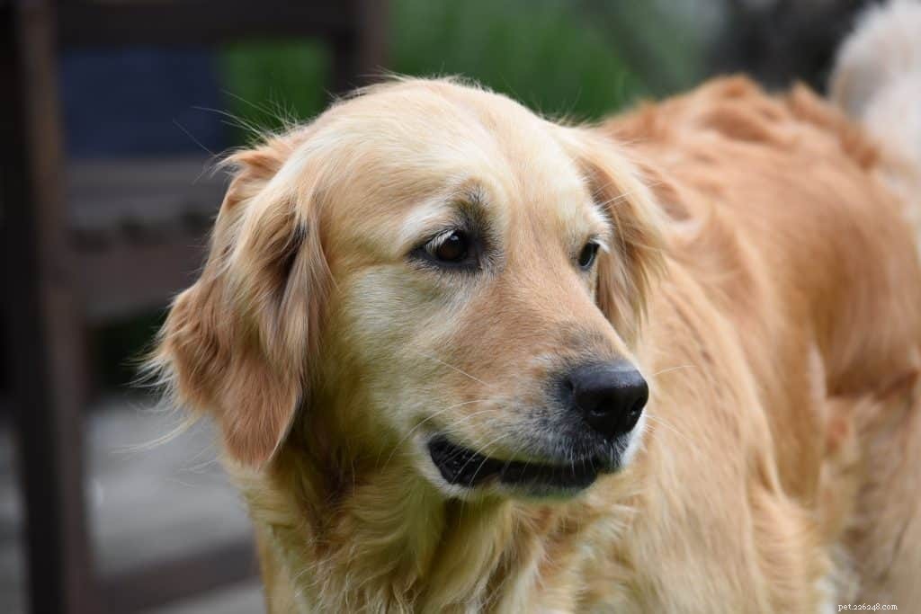 Veterinary Guide to Canine Osteosarcoma: Causes, Symptoms, Diagnosis & Treatment