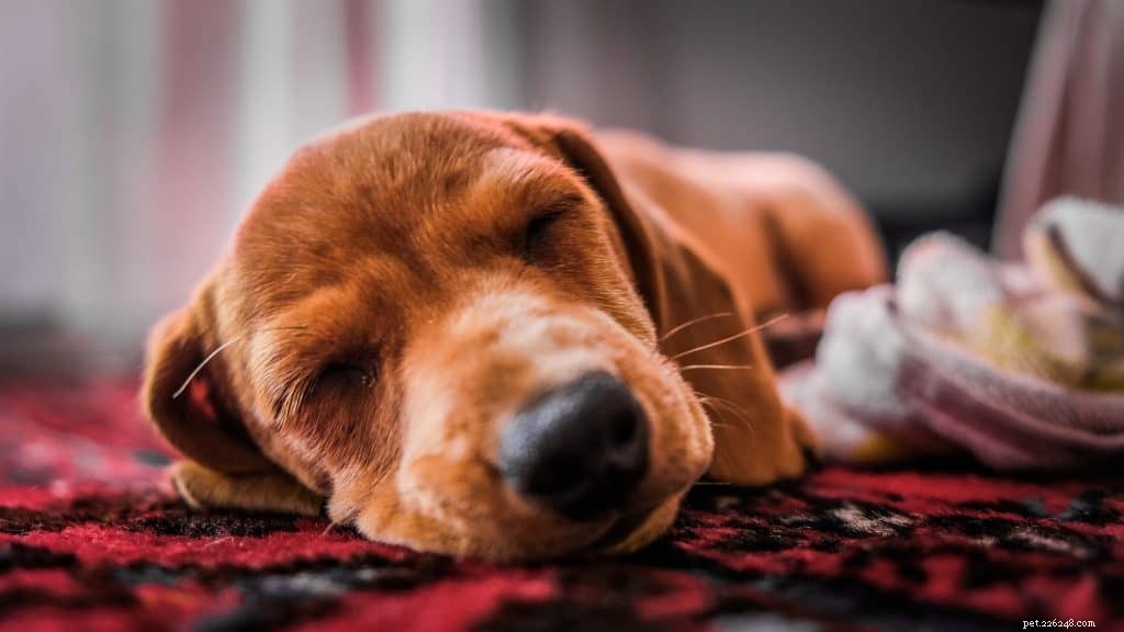 Veterinarian s Guide to Canine Lymphoma: Causes, Symptoms, and Treatment Options
