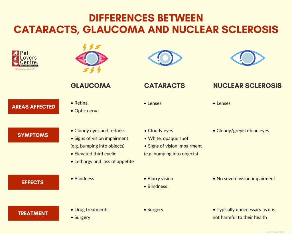 Understanding Canine Glaucoma: Causes, Symptoms, and Vet-Recommended Treatments