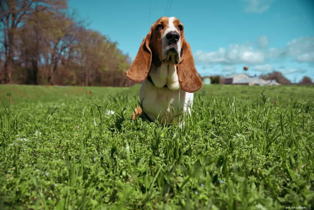 Understanding Canine Glaucoma: Causes, Symptoms, and Vet-Recommended Treatments