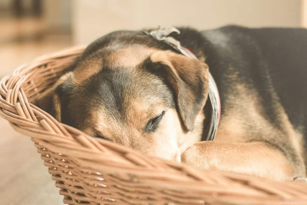 Understanding Canine Glaucoma: Causes, Symptoms, and Vet-Recommended Treatments