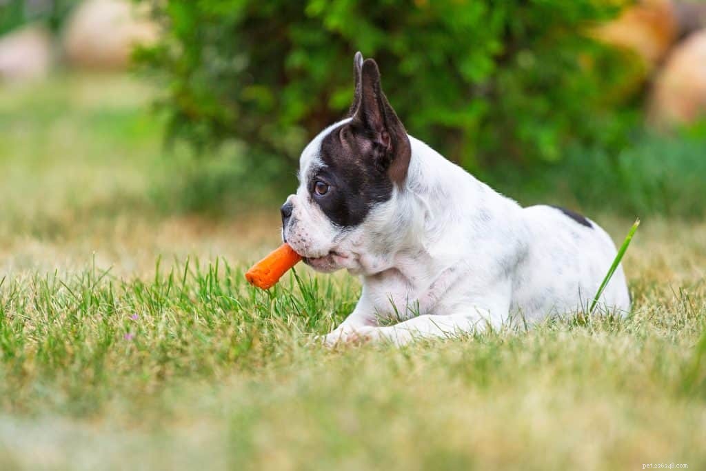 Understanding Canine Glaucoma: Causes, Symptoms, and Vet-Recommended Treatments