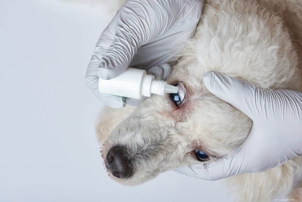 Understanding Canine Glaucoma: Causes, Symptoms, and Vet-Recommended Treatments