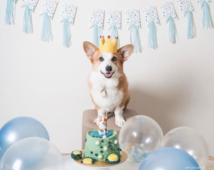 Top 14 Dog Bakeries in Singapore Deliver Custom Birthday Cakes