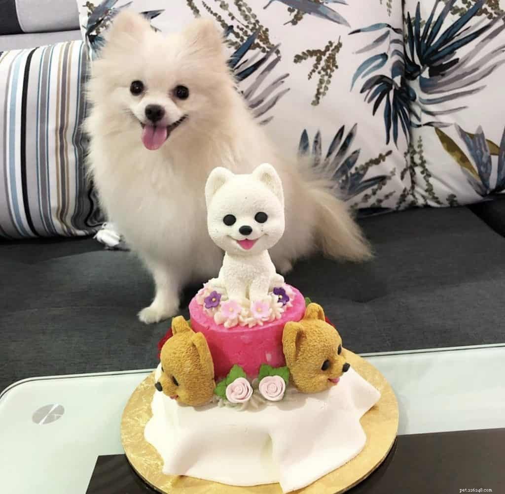 Top 14 Dog Bakeries in Singapore Deliver Custom Birthday Cakes