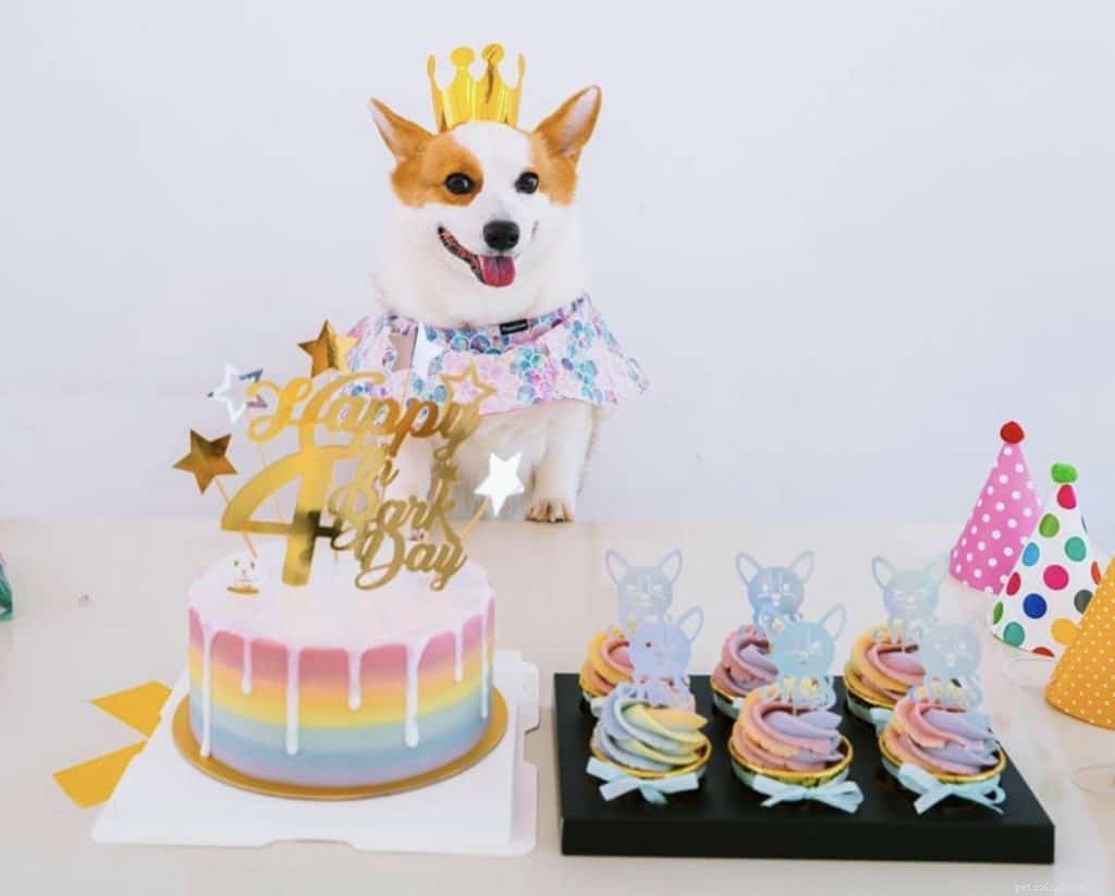 Top 14 Dog Bakeries in Singapore Deliver Custom Birthday Cakes