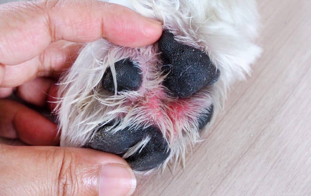 Veterinarians Reveal the 5 Most Common Cancers in Dogs