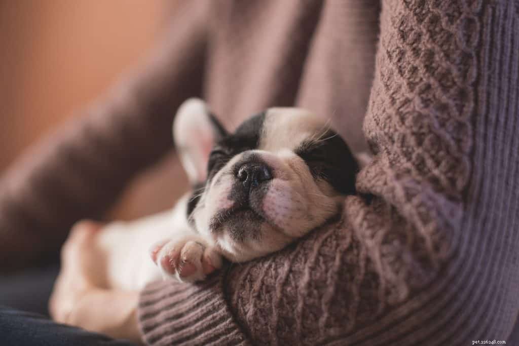 Veterinarians Reveal the 5 Most Common Cancers in Dogs