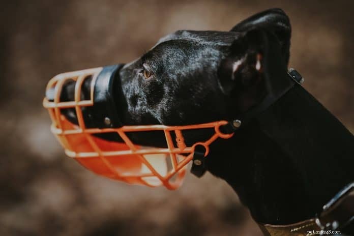 The Complete Guide to Dog Muzzles: Types, Uses, and Choosing the Right One