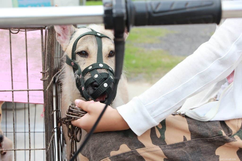 The Complete Guide to Dog Muzzles: Types, Uses, and Choosing the Right One
