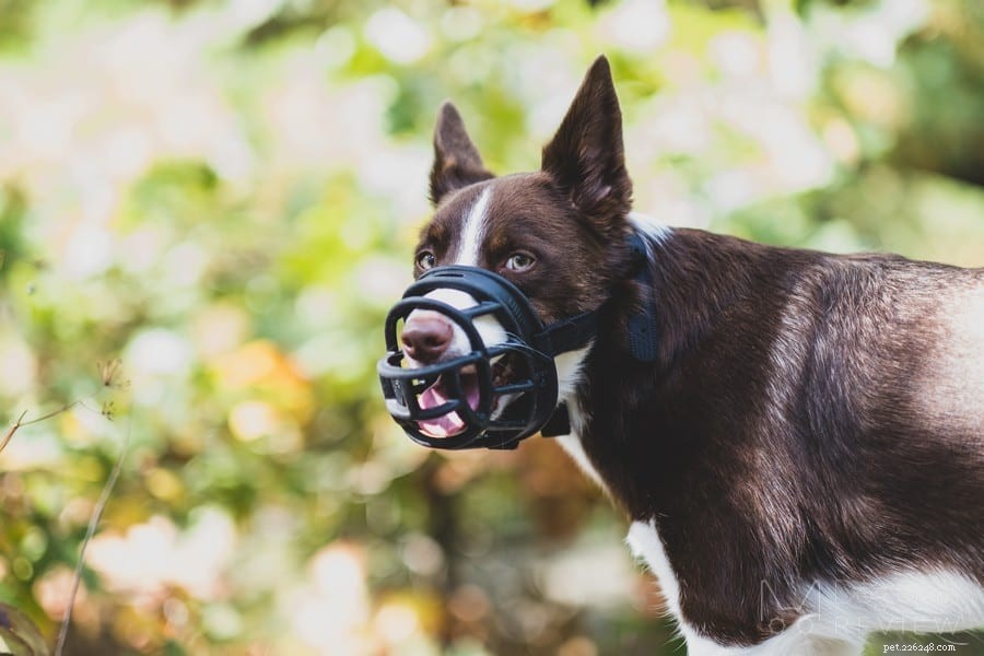 The Complete Guide to Dog Muzzles: Types, Uses, and Choosing the Right One