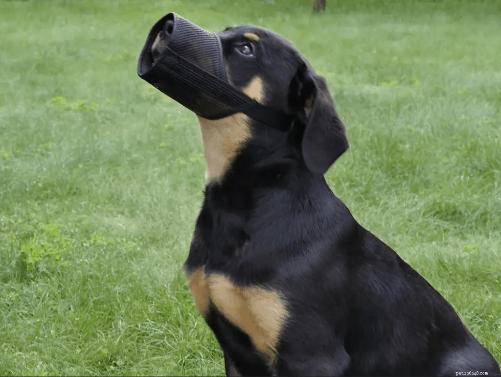 The Complete Guide to Dog Muzzles: Types, Uses, and Choosing the Right One