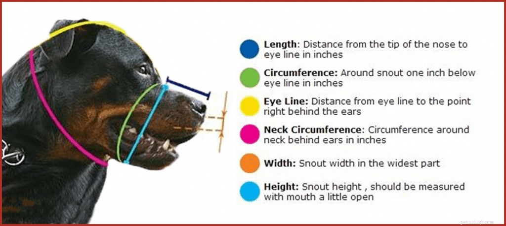 The Complete Guide to Dog Muzzles: Types, Uses, and Choosing the Right One