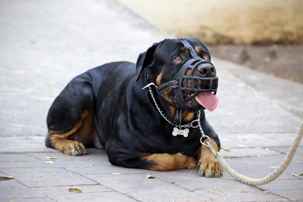 The Complete Guide to Dog Muzzles: Types, Uses, and Choosing the Right One