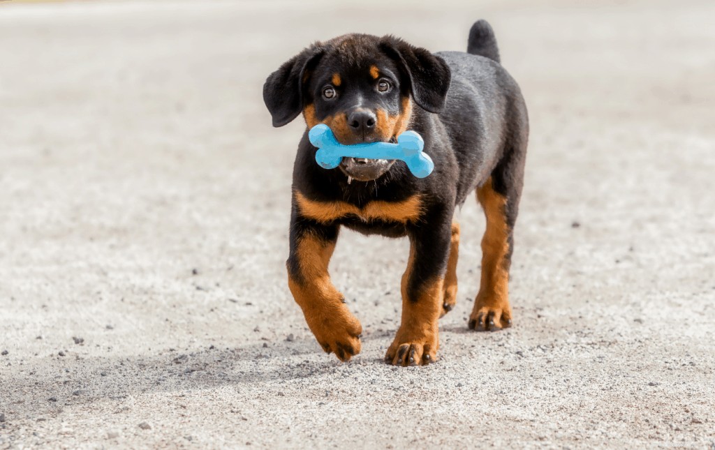 Are Rib Bones Safe for Dogs? Vet-Approved Guidelines & Tips