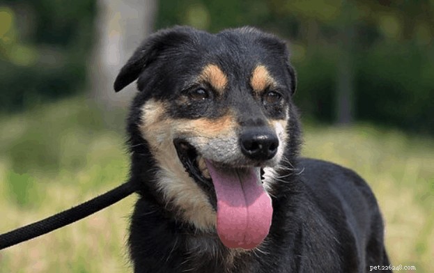 Your Comprehensive Guide to Owning and Caring for a Singapore Special Dog