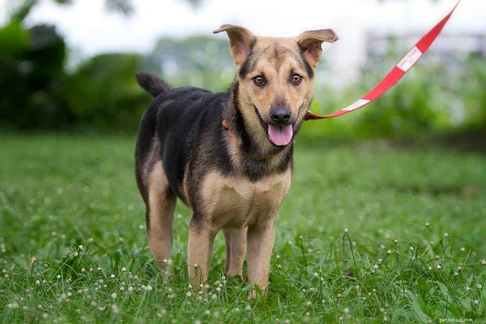 Your Comprehensive Guide to Owning and Caring for a Singapore Special Dog