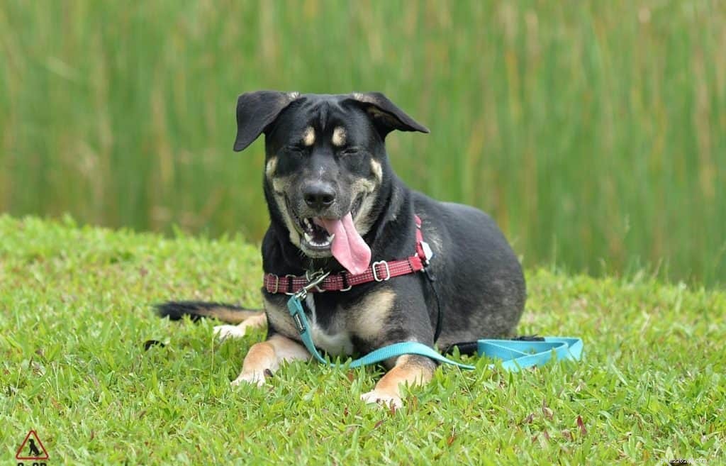 Your Comprehensive Guide to Owning and Caring for a Singapore Special Dog