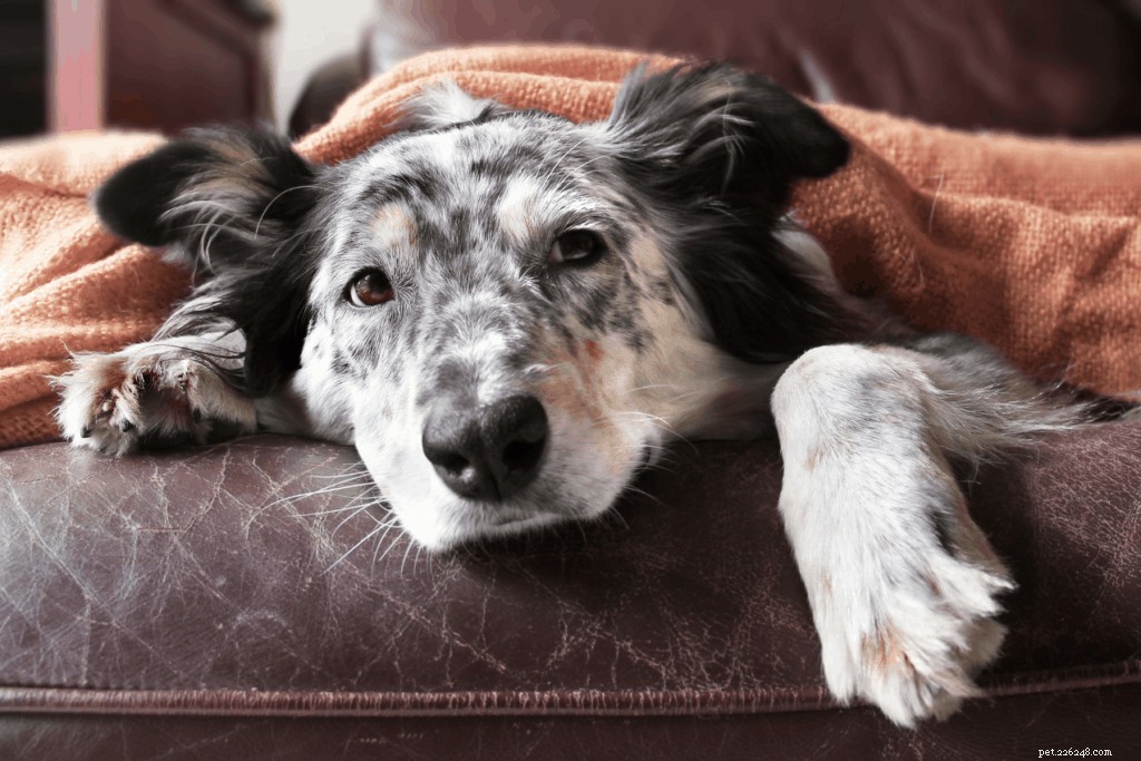 Why Dogs Bark at Night: Causes, Signs, and Vet‑Approved Solutions