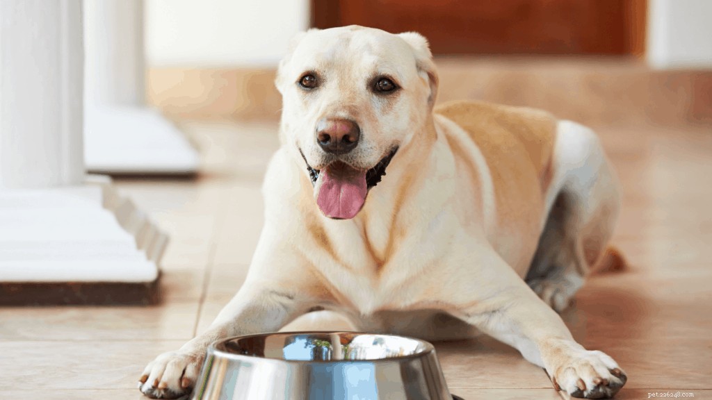 Why Dogs Bark at Night: Causes, Signs, and Vet‑Approved Solutions