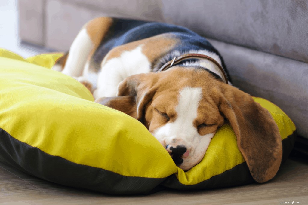 Why Dogs Bark at Night: Causes, Signs, and Vet‑Approved Solutions