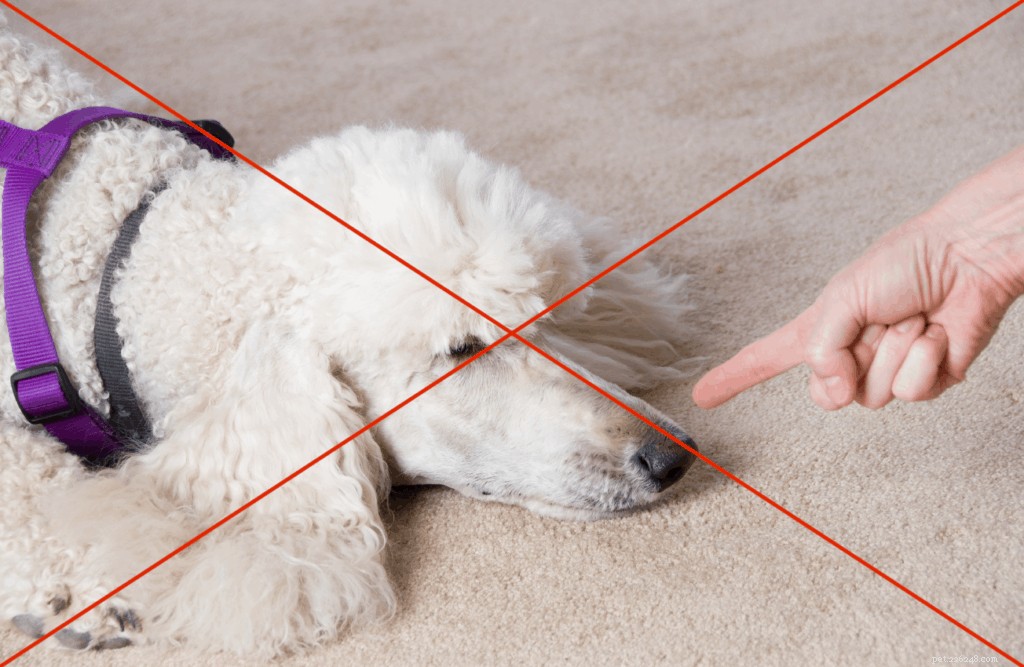 Why Dogs Bark at Night: Causes, Signs, and Vet‑Approved Solutions