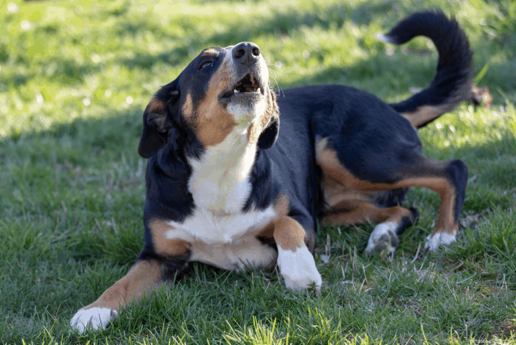 Why Dogs Bark at Night: Causes, Signs, and Vet‑Approved Solutions
