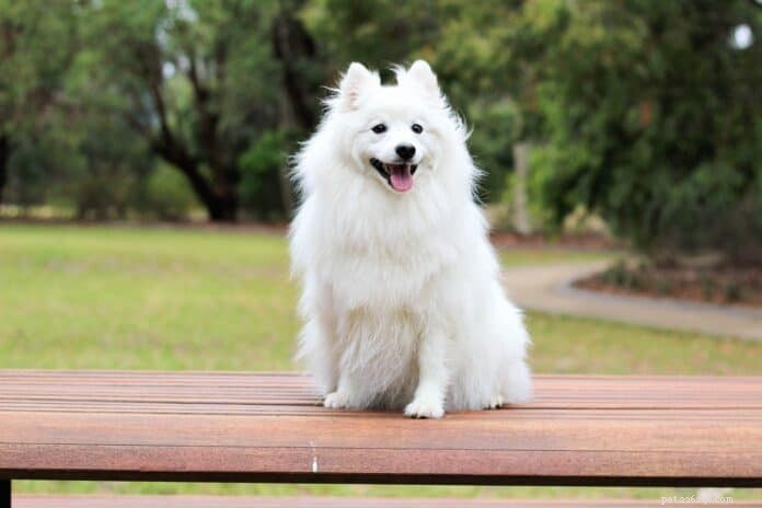 Japanese Spitz Ownership in Singapore: Care, Traits & Tips