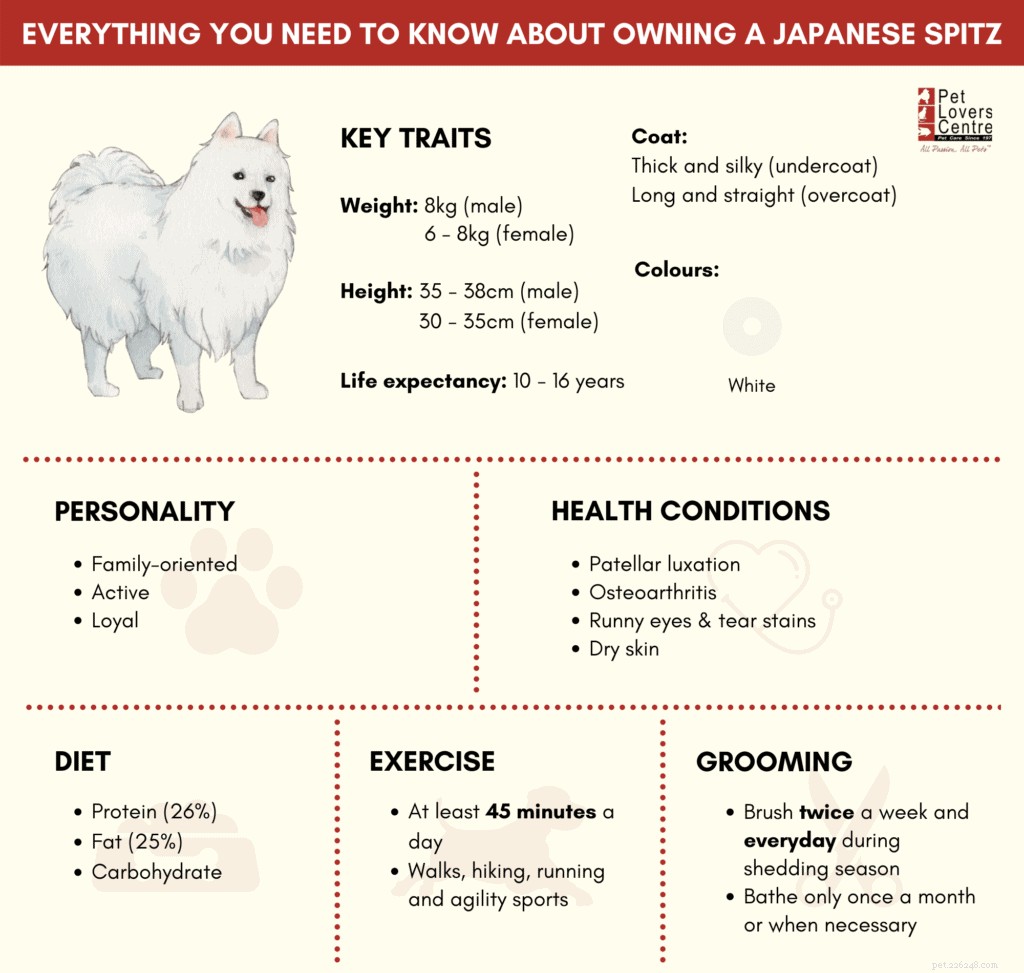 Japanese Spitz Ownership in Singapore: Care, Traits & Tips