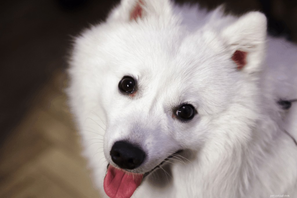Japanese Spitz Ownership in Singapore: Care, Traits & Tips
